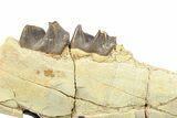 Fossil Running Rhino (Hyracodon) Jaw Section - South Dakota #285129-2